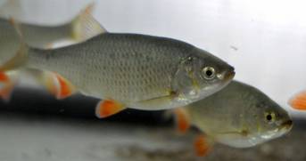 Premieră mondială: specie unică în lume, reprodusă ex-situ la Acvariul din Galaţi