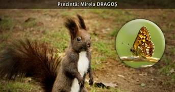 La Antipa, în spatele uşilor închise! Frumusețe sălbatică în grădina mea din oraș